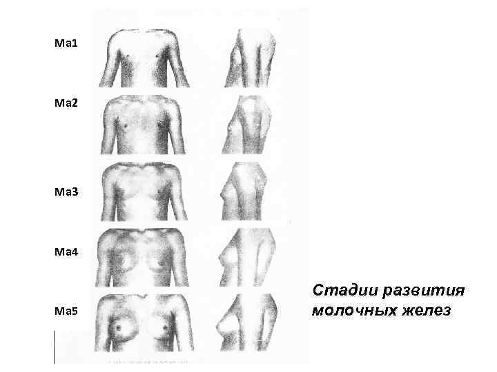 Развитие Груди Фото