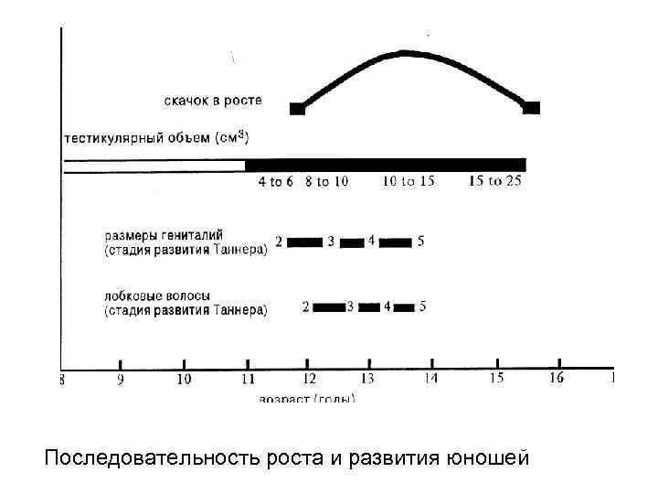 Последовательность роста и развития юношей 