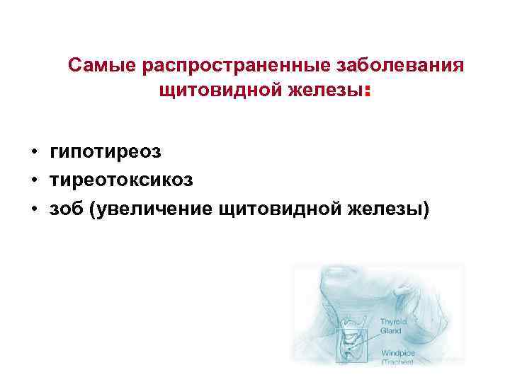 Самые распространенные заболевания щитовидной железы: • гипотиреоз • тиреотоксикоз • зоб (увеличение щитовидной железы)