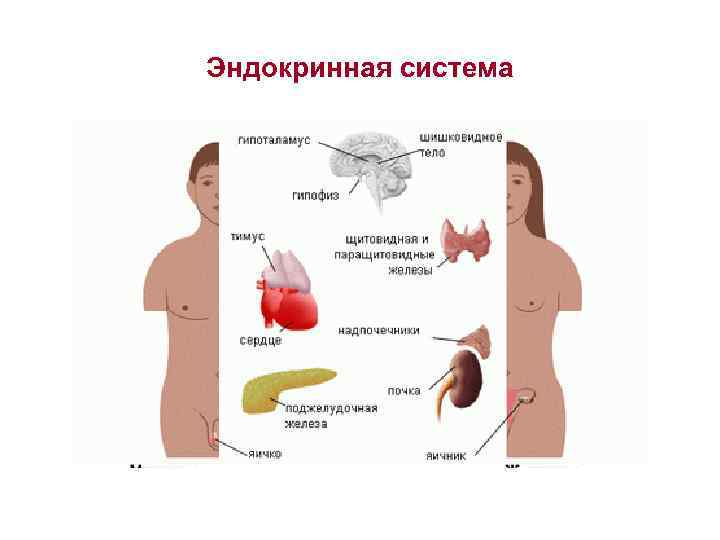 Эндокринная система 