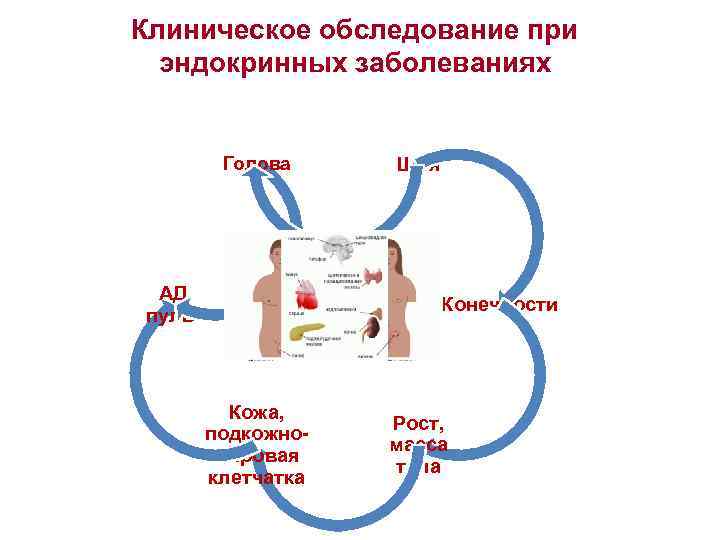 Клиническое обследование при эндокринных заболеваниях Голова АД, пульс Кожа, подкожножировая клетчатка Шея Конечности Рост,