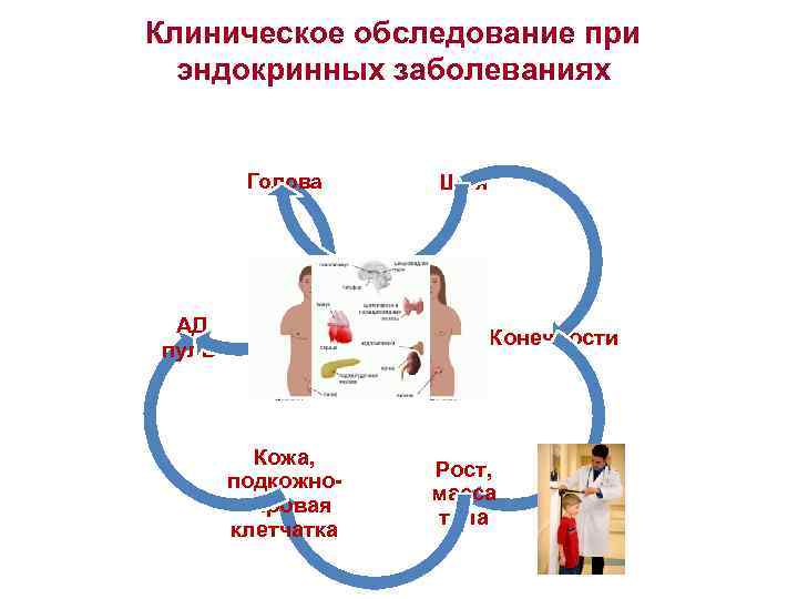 Клиническое обследование при эндокринных заболеваниях Голова АД, пульс Кожа, подкожножировая клетчатка Шея Конечности Рост,