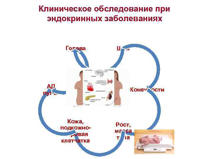 Клиническое обследование при эндокринных заболеваниях Голова АД, пульс Кожа, подкожножировая клетчатка Шея Конечности Рост,