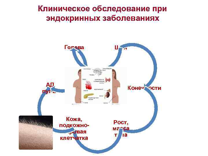 Клиническое обследование при эндокринных заболеваниях Голова АД, пульс Кожа, подкожножировая клетчатка Шея Конечности Рост,