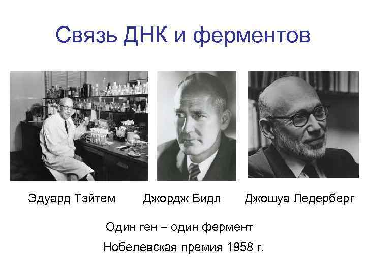 Связь ДНК и ферментов Эдуард Тэйтем Джордж Бидл Джошуа Ледерберг Один ген – один