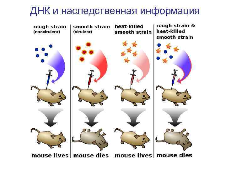 ДНК и наследственная информация 