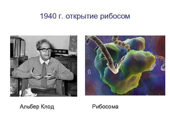 1940 г. открытие рибосом Альбер Клод Рибосома 