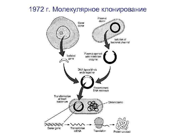 1972 г. Молекулярное клонирование 
