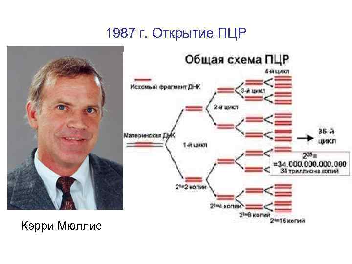 1987 г. Открытие ПЦР Кэрри Мюллис 