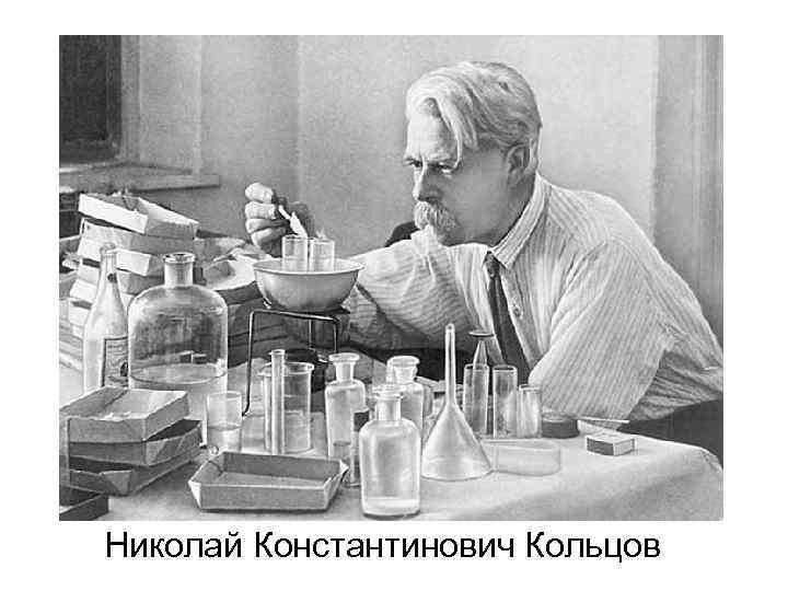 Николай Константинович Кольцов 