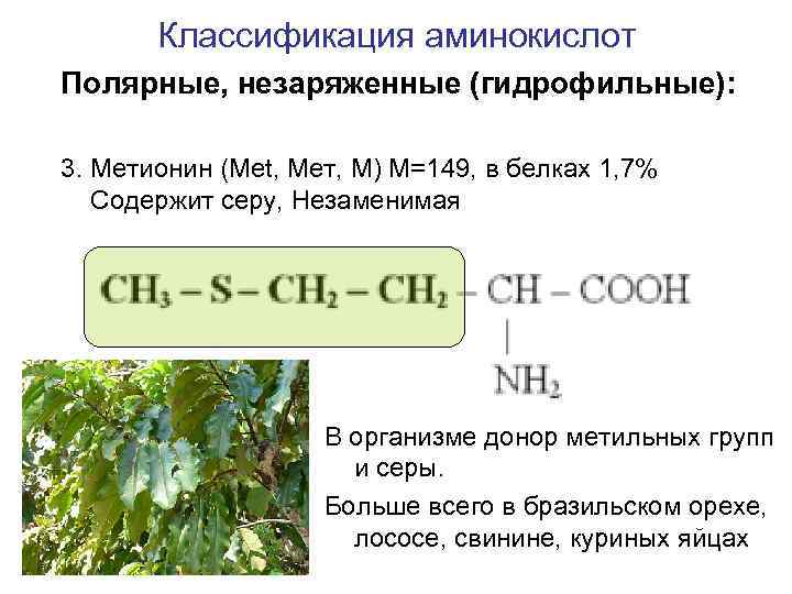 Классификация аминокислот Полярные, незаряженные (гидрофильные): 3. Метионин (Met, Мет, М) M=149, в белках 1,