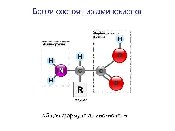 Белки состоят из. Общая формула аминокислот и белков. Из чего состоят белки. Аминокислоты белки аминогруппа карбоксильная группа схема. Аминокислоты белок аминогруппа карбоксильная.