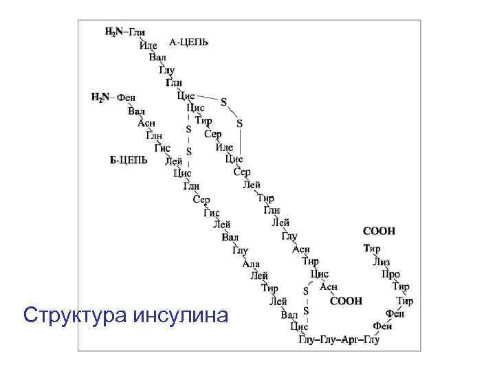 Структура инсулина 