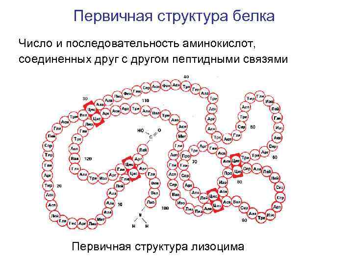 Первичная структура белка Число и последовательность аминокислот, соединенных друг с другом пептидными связями Первичная