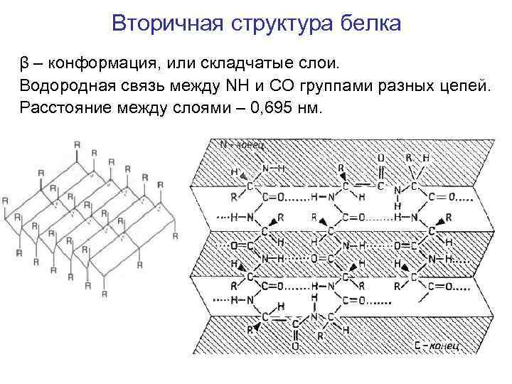 Вторичная структура белка β – конформация, или складчатые слои. Водородная связь между NH и