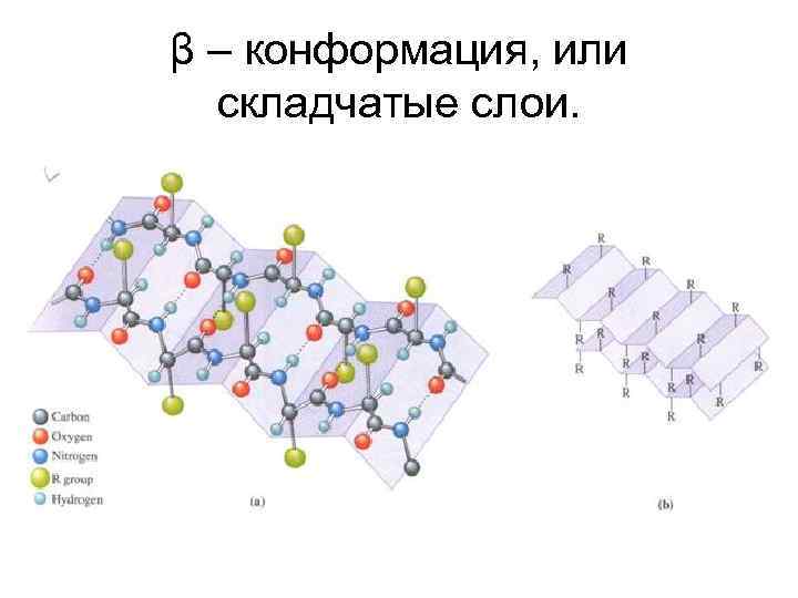 β – конформация, или складчатые слои. 