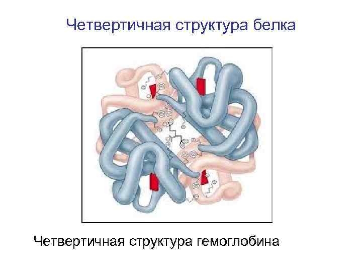 Четвертичная молекула белка. Четвертичная структура гемоглобина. Четвертичная структура белка гемоглобина. Гемоглобин белок четвертичной структуры. Четвертичная структура схема.