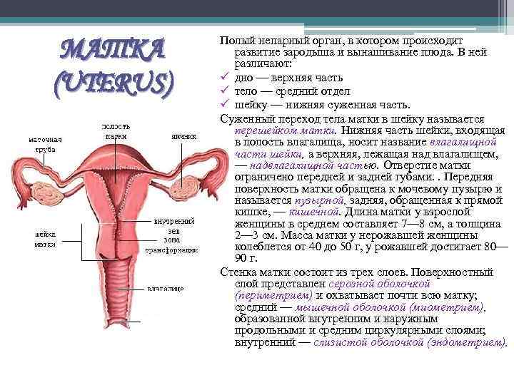 МАТКА (UTERUS) Полый непарный орган, в котором происходит развитие зародыша и вынашивание плода. В
