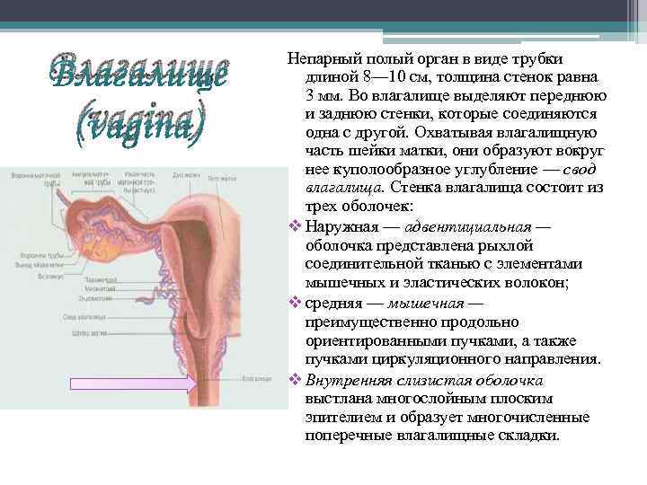 Влагалище (vagina) Непарный полый орган в виде трубки длиной 8— 10 см, толщина стенок