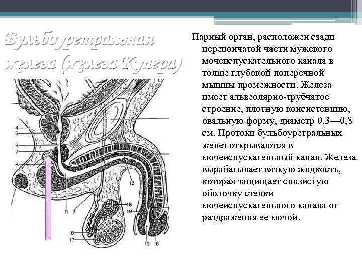 Бульбоуретральная железа (железа Купера) Парный орган, расположен сзади перепончатой части мужского мочеиспускательного канала в