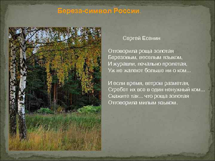 Береза-символ России. Сергей Есенин Отговорила роща золотая Березовым, веселым языком, И журавли, печально пролетая,