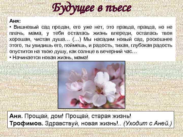 Будущее в пьесе Аня: • Вишневый сад продан, его уже нет, это правда, но