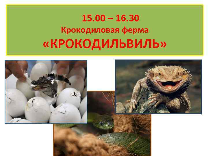 15. 00 – 16. 30 Крокодиловая ферма «КРОКОДИЛЬВИЛЬ» 