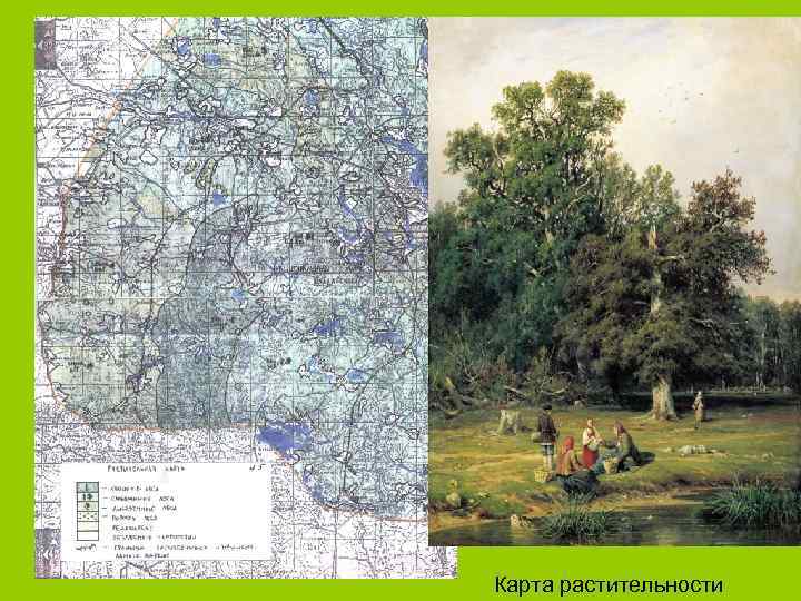 Карта растительности 