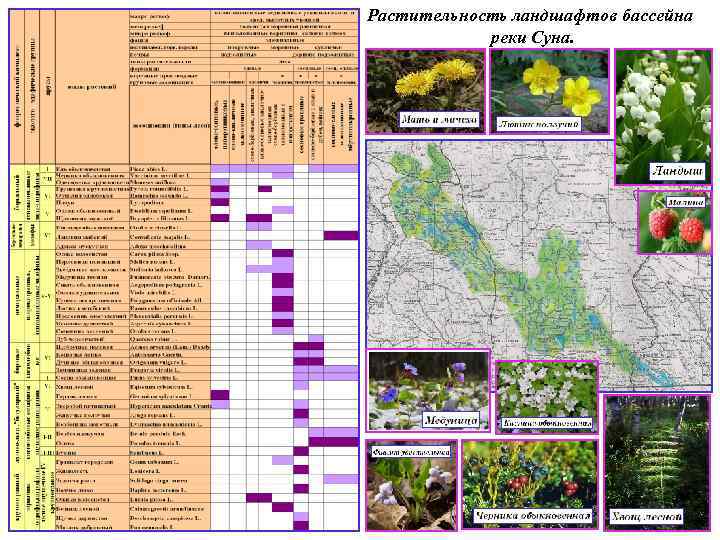 Растительность ландшафтов бассейна реки Суна. 