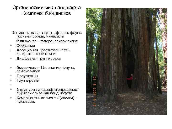 Органический мир ландшафта Комплекс биоценозов Элементы ландшафта – флора, фауна, горные породы, минералы Фитоценоз