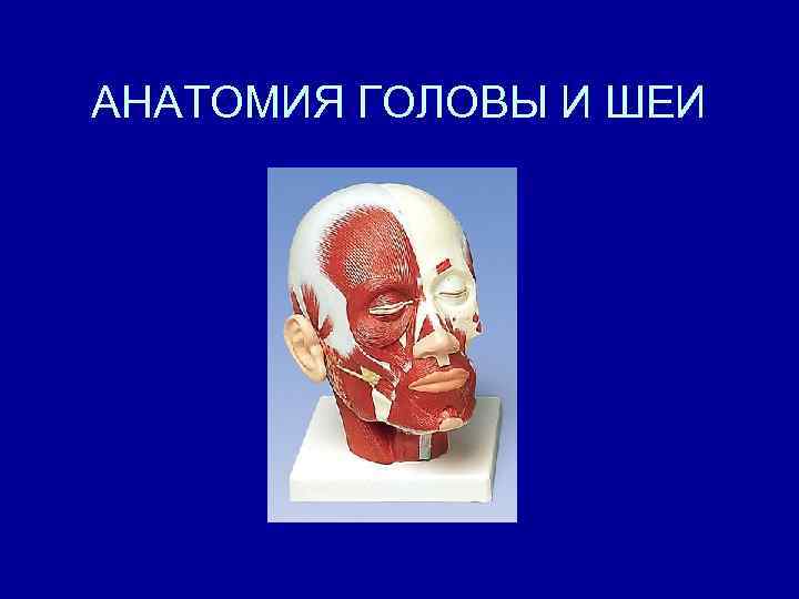 АНАТОМИЯ ГОЛОВЫ И ШЕИ 
