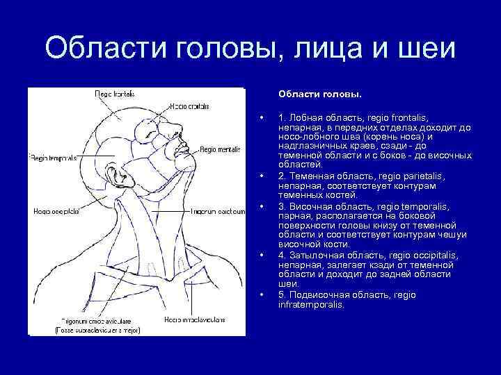 Области головы, лица и шеи Области головы. • • • 1. Лобная область, regio