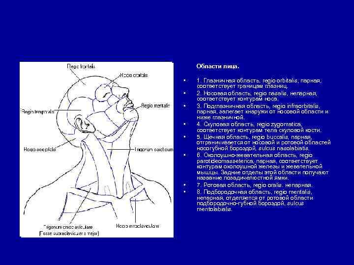 Области лица. • • 1. Глазничная область, regio orbitalis, парная, соответствует границам глазниц. 2.