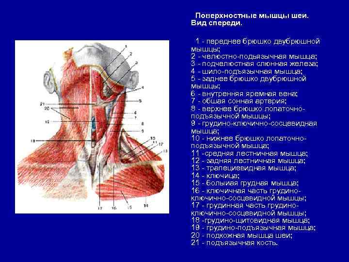 Поверхностные мышцы шеи. Вид спереди. 1 - переднее брюшко двубрюшной мышцы; 2 - челюстно-подьязычная