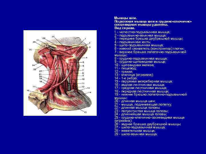 Мышцы шеи. Подкожная мышца шеи и грудино-ключичнососцевидная мышцы удалены. Вид справа. 1 - челюстно-подъязычная