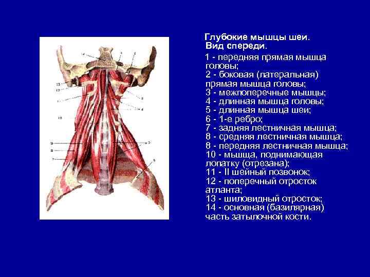 Глубокие мышцы шеи. Вид спереди. 1 - передняя прямая мышца головы; 2 - боковая