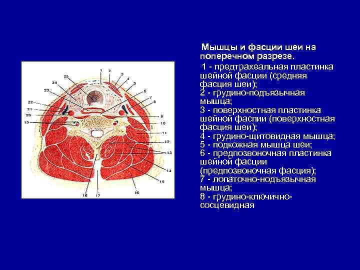 Мышцы и фасции шеи на поперечном разрезе. 1 - предтрахеальная пластинка шейной фасции (средняя