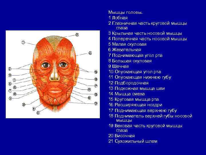 Мышцы головы. 1 Лобная 2 Глазничная часть круговой мышцы глаза 3 Крыльная часть носовой