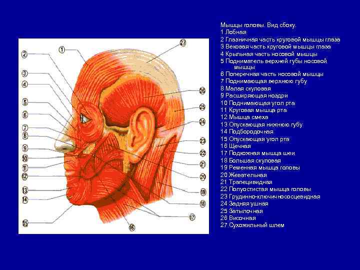 Мышцы головы. Вид сбоку. 1 Лобная 2 Глазничная часть круговой мышцы глаза 3 Вековая