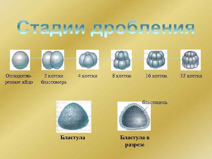 Оплодотворенное яйцо 2 клетки бластомера 4 клетки 8 клеток 16 клеток бластоцель Бластула в