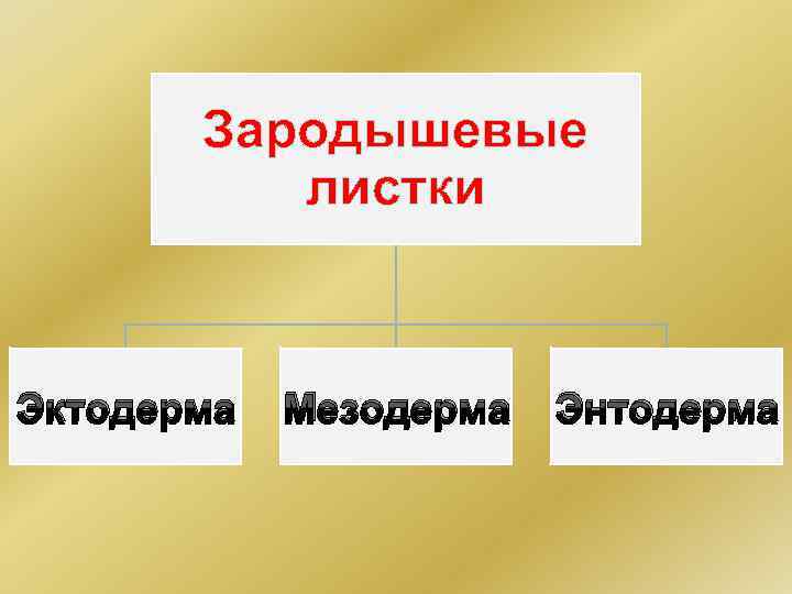 Зародышевые листки Эктодерма Мезодерма Энтодерма 