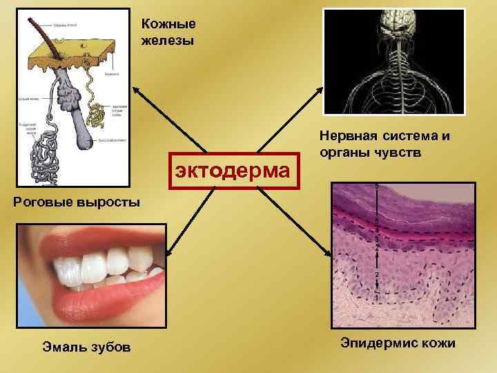 Кожные железы эктодерма Нервная система и органы чувств Роговые выросты Эмаль зубов Эпидермис кожи
