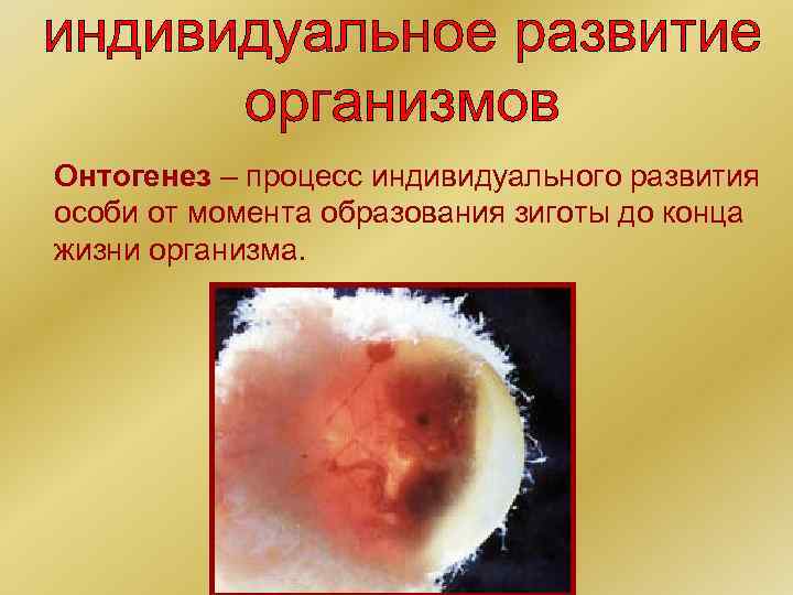 Онтогенез – процесс индивидуального развития особи от момента образования зиготы до конца жизни организма.