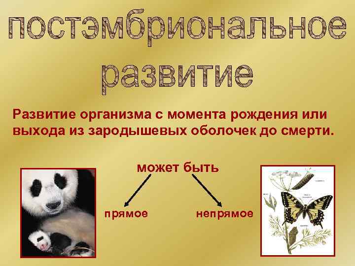 Развитие организма с момента рождения или выхода из зародышевых оболочек до смерти. может быть
