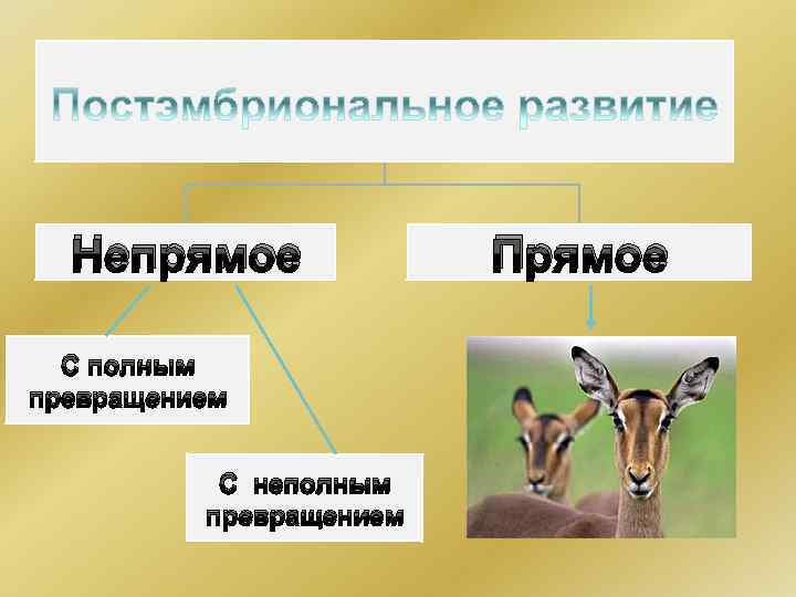 Непрямое С полным превращением С неполным превращением Прямое 