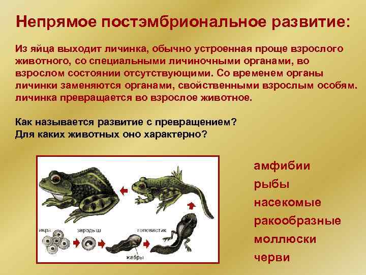 Непрямое постэмбриональное развитие: Из яйца выходит личинка, обычно устроенная проще взрослого животного, со специальными