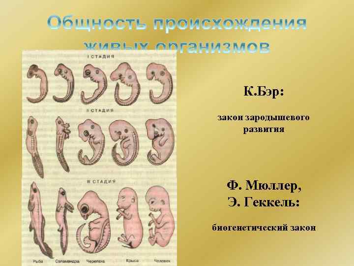 К. Бэр: закон зародышевого развития Ф. Мюллер, Э. Геккель: биогенетический закон 