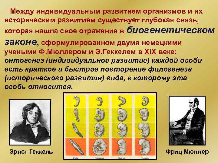 Между индивидуальным развитием организмов и их историческим развитием существует глубокая связь, которая нашла свое