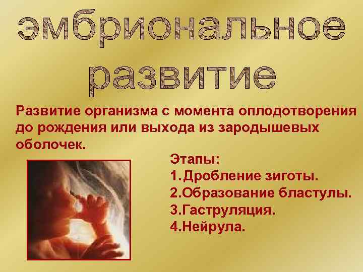 Развитие организма с момента оплодотворения до рождения или выхода из зародышевых оболочек. Этапы: 1.