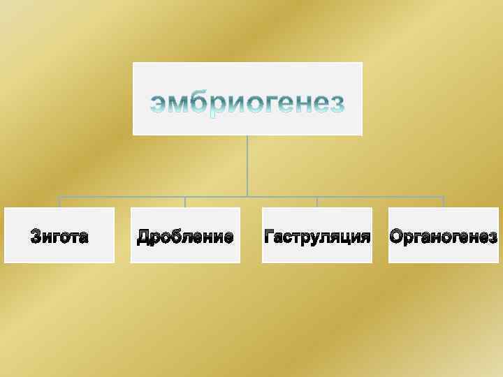 Зигота Дробление Гаструляция Органогенез 